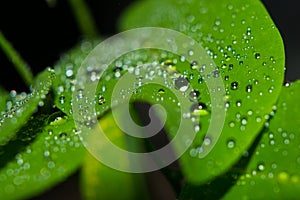 Glowing Water Drops Marco Shot Selected Focus Bokeh