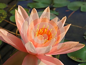 Glowing Water Lily