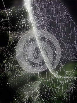 Glowing Web