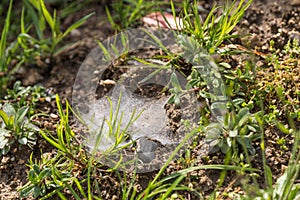 glowing web in the morning dew