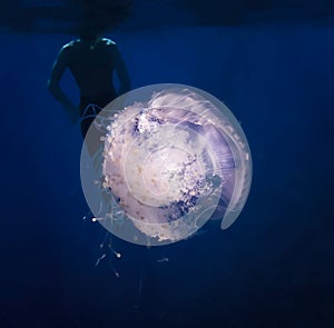 Glowing White Crown Jellyfish in Dark Blue Water with Snorkeler Silhouette