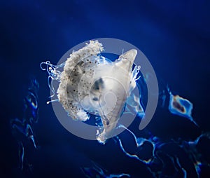 Glowing White Crown Jellyfish on Deep Blue Water Background