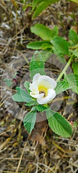 Glowing white flower part two