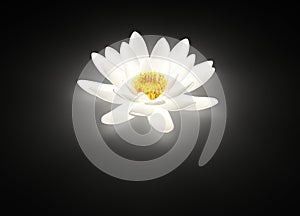 Glowing white lotus flower water lily