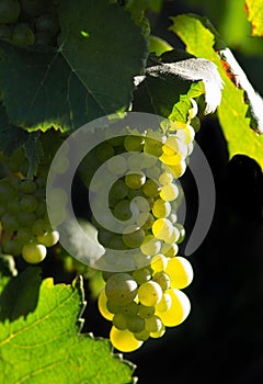 Glowing wine grapes