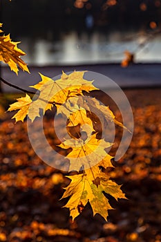 Glowing yellow autumn leaves on dark background