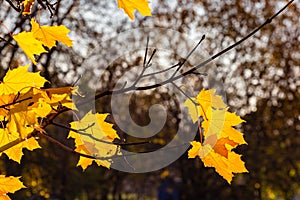 Glowing yellow autumn leaves on dark background