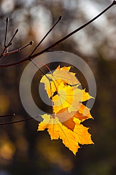 Glowing yellow autumn leaves on dark background