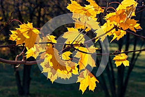 Glowing yellow autumn leaves on dark background