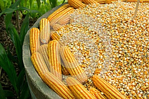 Glowing yellow corn seed