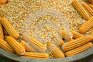 Glowing yellow corn seed