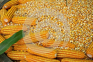 Glowing yellow corn seed