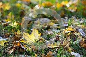 Glowing yellow leaf veins maple on ground autumn meadow isolated