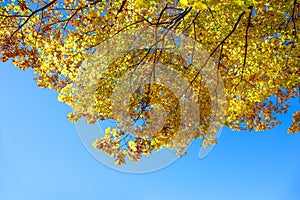 Glowing yellow maple leaves - Senboku, Akita, Japan