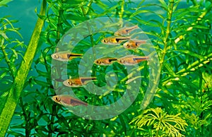 Glowlight rasbora