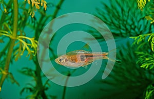 Glowlight rasbora