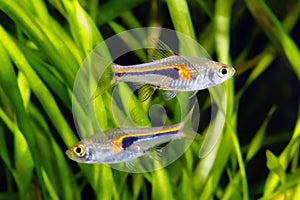 Glowlight Rasbora