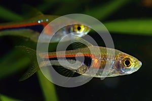 Glowlight Rasbora