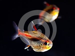 Glowlight Tetra fish