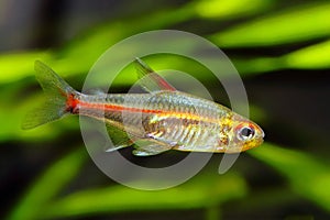 Glowlight Tetra fish