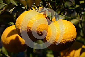 Citrus photo