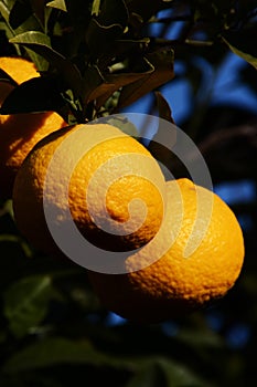 Citrus photo