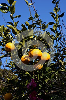 Citrus photo