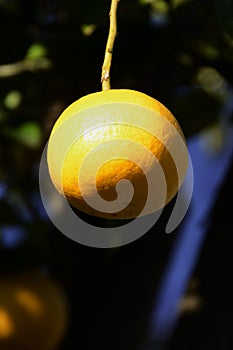 Citrus photo