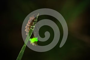 The glowworm