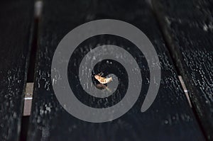 Glowworm on the table, insect