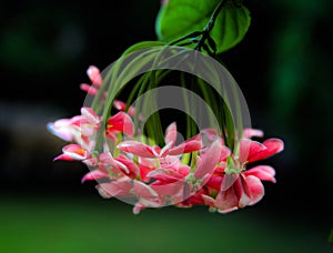 Glowy flowers