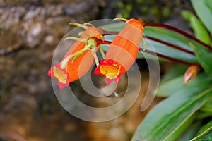 Gloxinia Bolivian Sunset, red orange flowers of Seemannia sylvatica house plant growing in Malaysia . photo