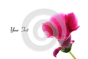 Gloxinia flower isolated