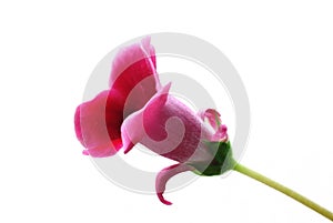 Gloxinia flower isolated on white background