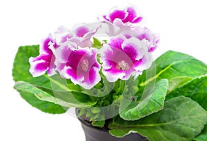 Gloxinia flower