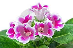 Gloxinia flower
