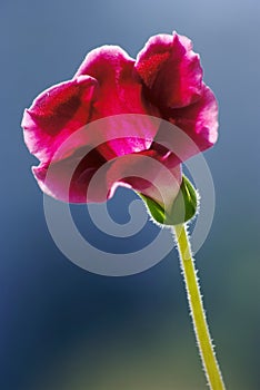 Gloxinia flower macro