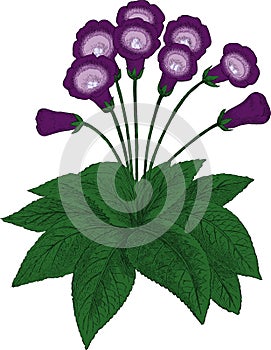 Gloxinia flower. Vector