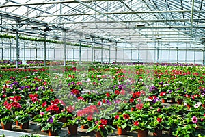 Gloxinia flowering colorful houseplants cultivated as decorative or ornamental flower, growing in greenhouse