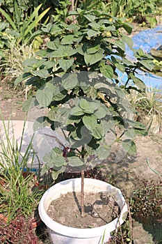 Gloxinia nematanthodes flower plant on nursery photo