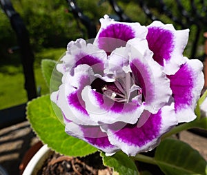 Gloxinia plant with violet-white flowers