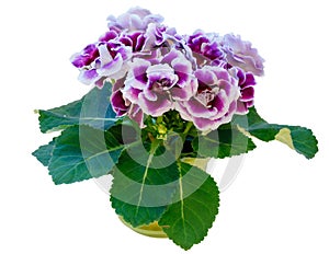 Gloxinia plant with violet-white flowers isolated on white.
