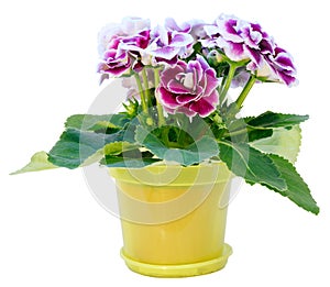 Gloxinia plant with violet-white flowers on white