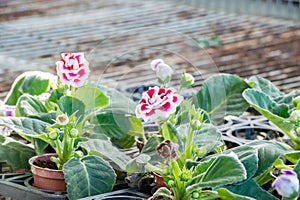 Gloxinia(Sinningia speciosa)