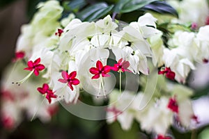 Gloy bower, Bleeding-heart vine flower