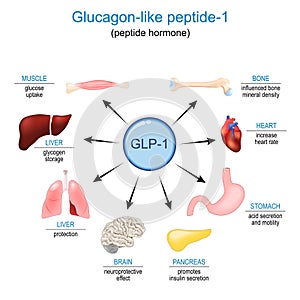 GLP-1. Glucagon-like peptide-1