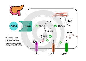 GLP-1 mechanism of action. Glucagon-like peptide in pancreatic cell photo