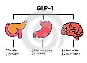GLP-1 mechanism of action. Glucagon-like peptide target organs photo