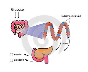 GLP-1 release by the cells of the small intestine and colon. L-cells produce glucagon-like peptide in response to glucose photo