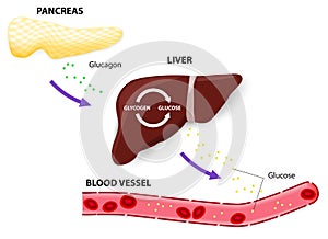 Glucagon glycogen and glucose photo